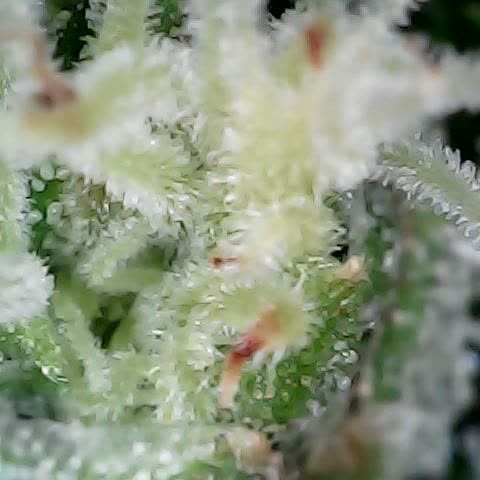 runz x layer cake growlog timeline photo