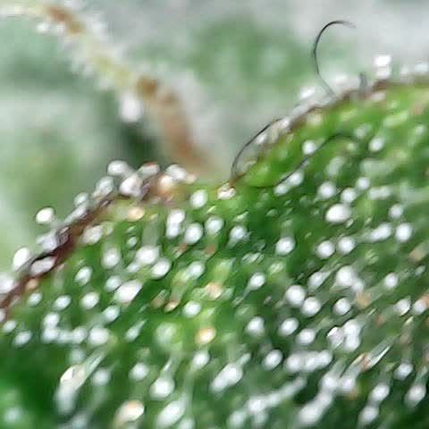 runz x layer cake growlog timeline photo