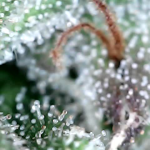 runz x layer cake growlog timeline photo