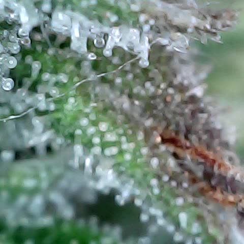runz x layer cake growlog timeline photo
