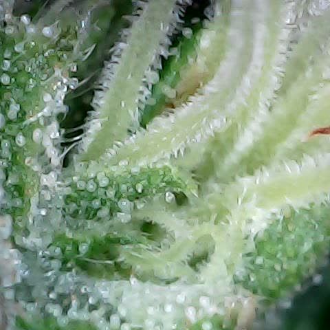 runz x layer cake growlog timeline photo