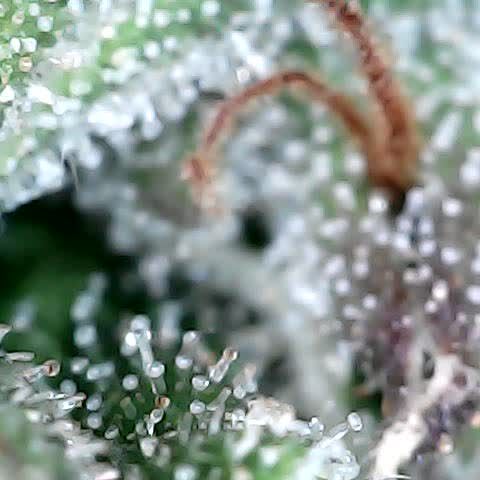 runz x layer cake growlog timeline photo