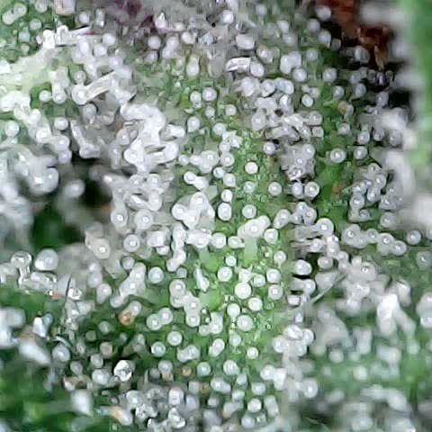 runz x layer cake growlog timeline photo