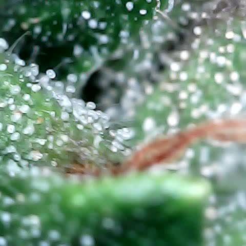 Tangerine Sorbet growlog timeline photo