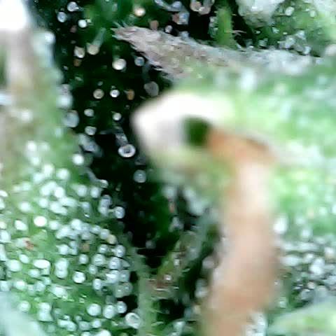 Tangerine Sorbet growlog timeline photo