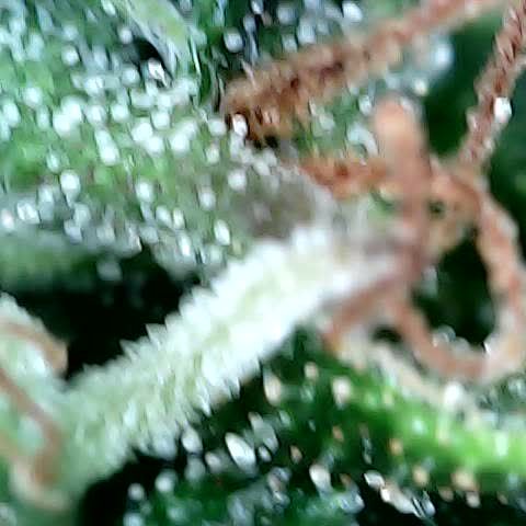 Tangerine Sorbet growlog timeline photo