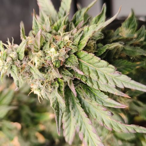 runz x layer cake growlog timeline photo