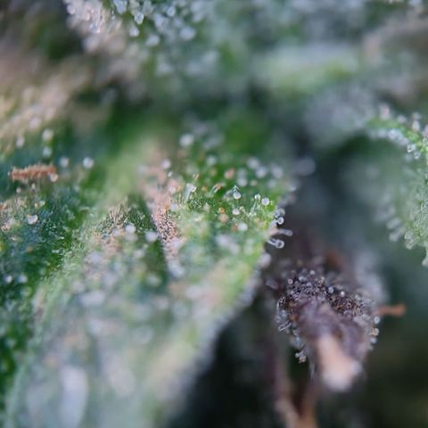 runz x layer cake growlog timeline photo