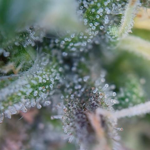 runz x layer cake growlog timeline photo