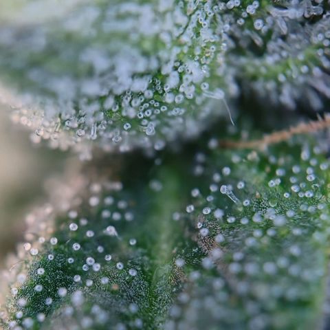 runz x layer cake growlog timeline photo