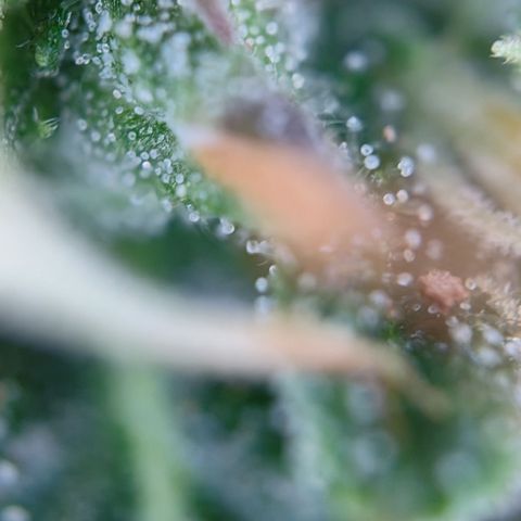 runz x layer cake growlog timeline photo