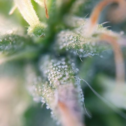 runz x layer cake growlog timeline photo