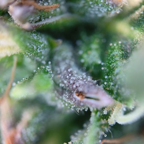 runz x layer cake growlog timeline photo