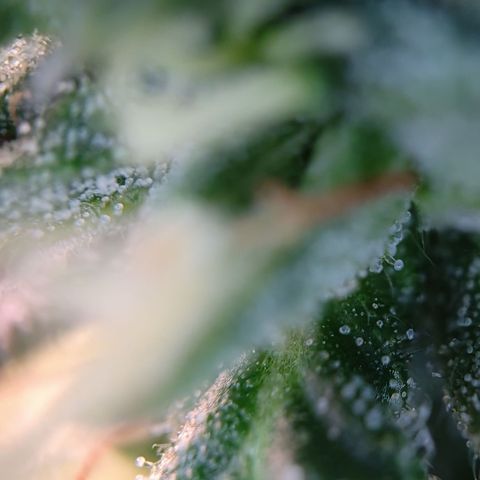 runz x layer cake growlog timeline photo