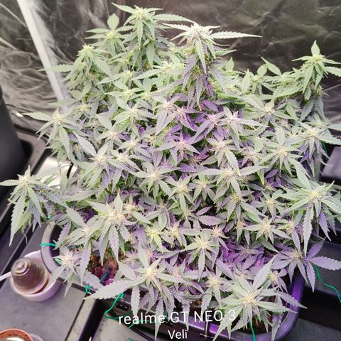 Lucky growlog timeline photo