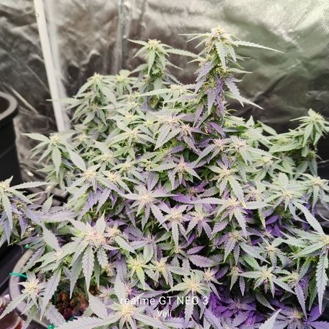 Lucky growlog timeline photo