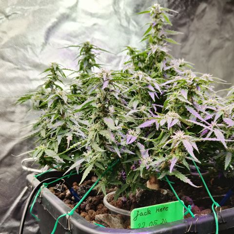 Lucky growlog timeline photo