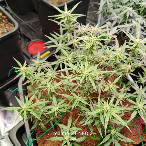 Big Bud Automatic growlog timeline photo