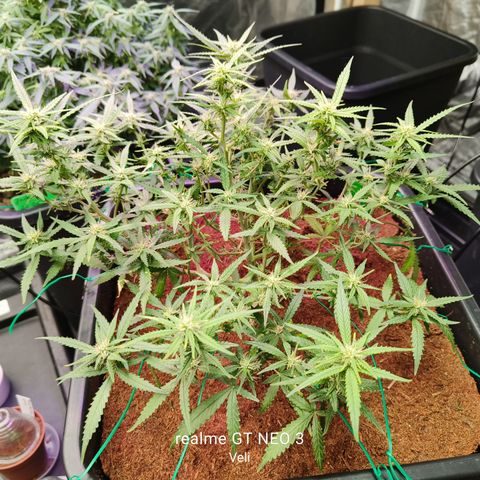 Big Bud Automatic growlog timeline photo