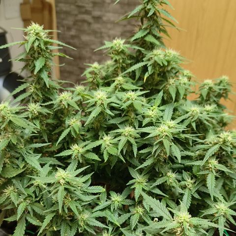 Lucky growlog timeline photo