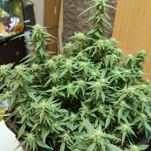 Lucky growlog timeline photo