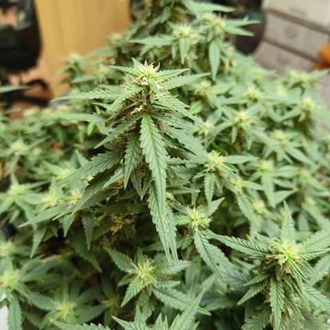Lucky growlog timeline photo
