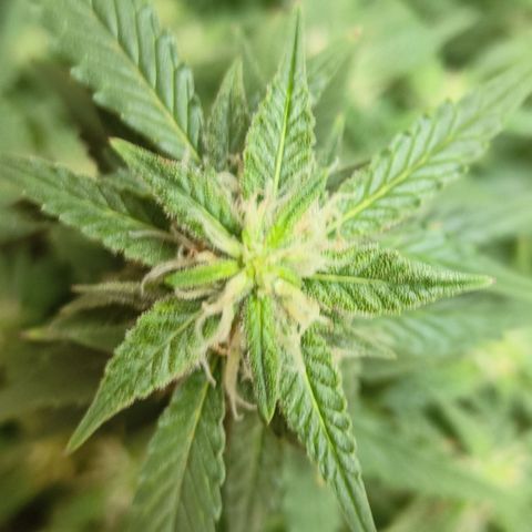 Lucky growlog timeline photo
