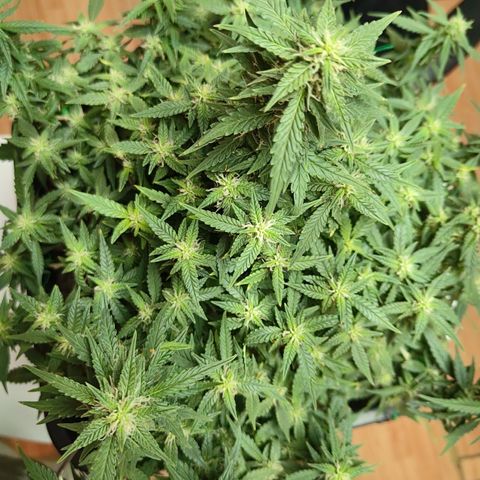 Lucky growlog timeline photo