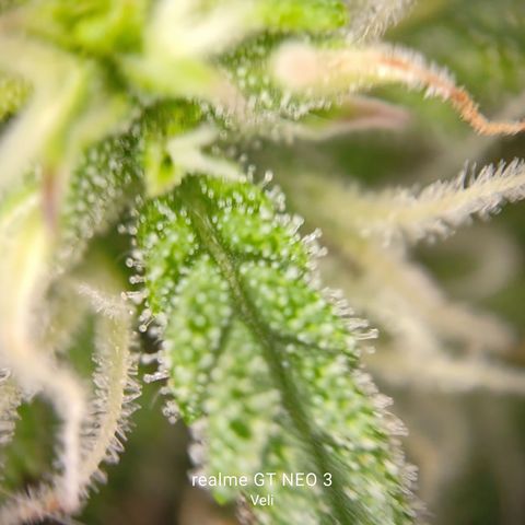 Lucky growlog timeline photo