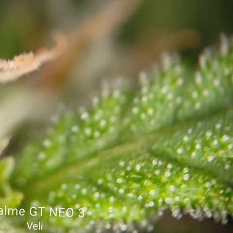 Lucky growlog timeline photo