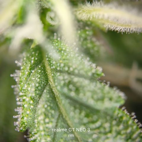 Lucky growlog timeline photo