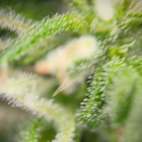 Lucky growlog timeline photo