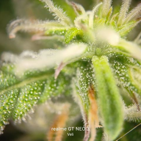 Lucky growlog timeline photo