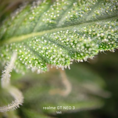 Lucky growlog timeline photo