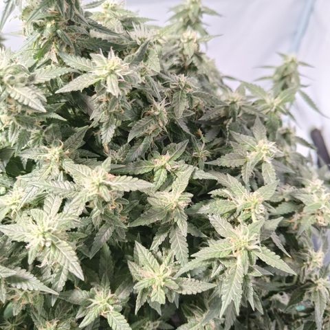 Lucky growlog timeline photo