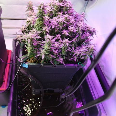 Lucky growlog timeline photo