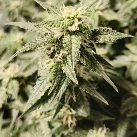 Lucky growlog timeline photo