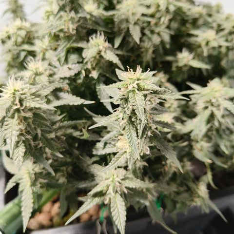 Lucky growlog timeline photo