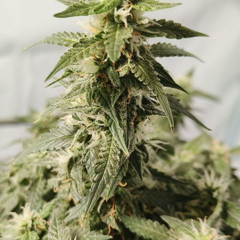 Lucky growlog timeline photo