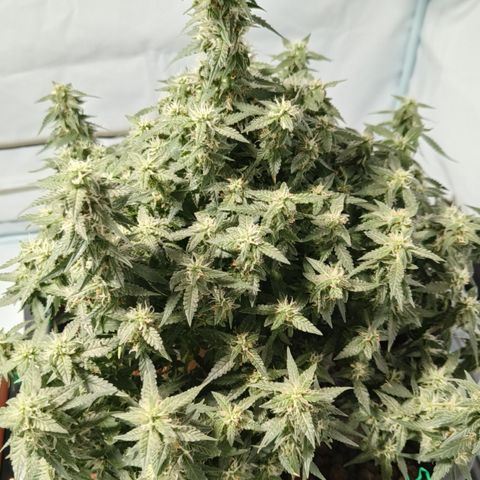 Lucky growlog timeline photo