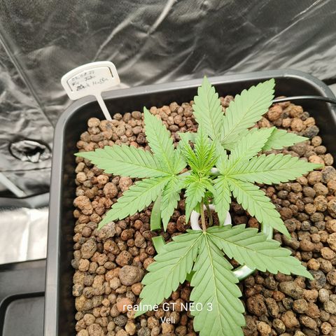 Black Muffin F1 growlog timeline photo