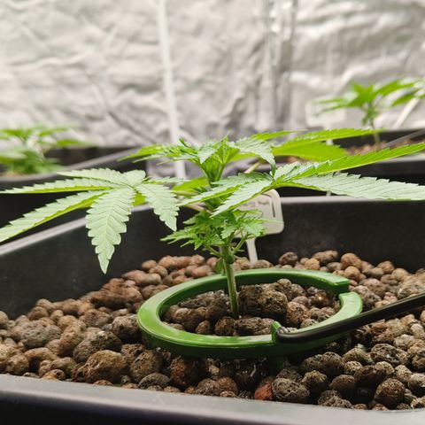 Sweet Cherry kush #3 growlog timeline photo
