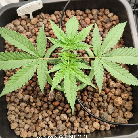 Tropicanna poison #2 growlog timeline photo