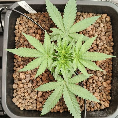 Sweet Cherry kush #2 growlog timeline photo