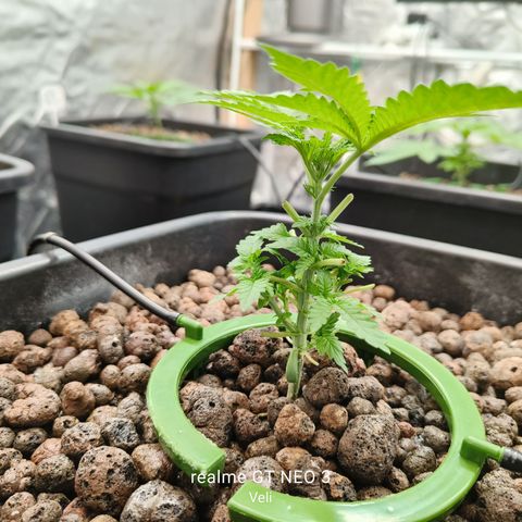 Sweet Cherry kush #1 growlog timeline photo
