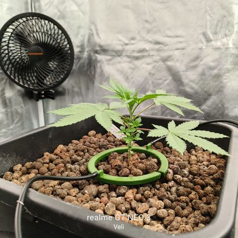 Tropicanna Poison Fast Version #1 growlog timeline photo
