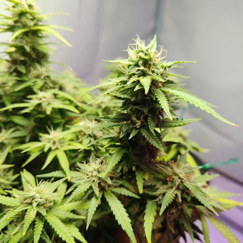 Big Bud Automatic growlog timeline photo