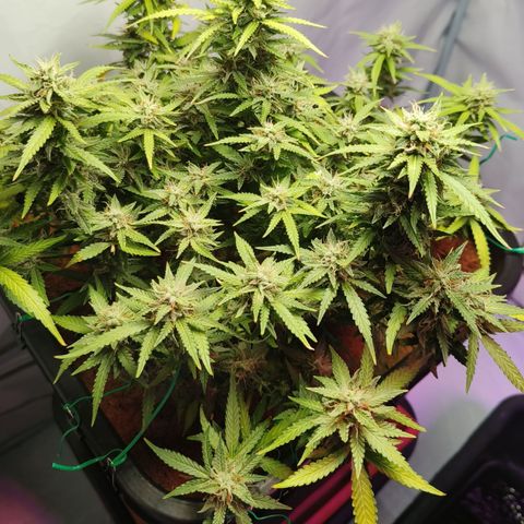 Big Bud Automatic growlog timeline photo