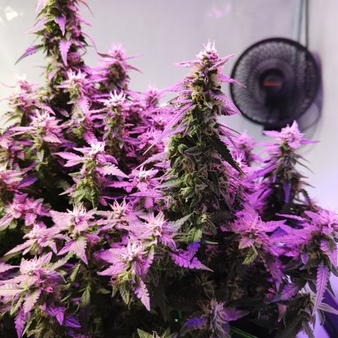 Lucky growlog timeline photo
