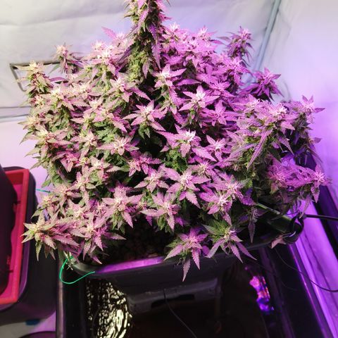 Lucky growlog timeline photo